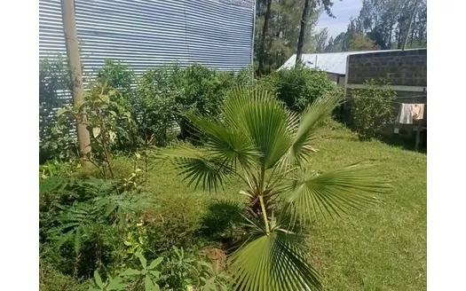 Three bedrooms for Rent in Kakamega